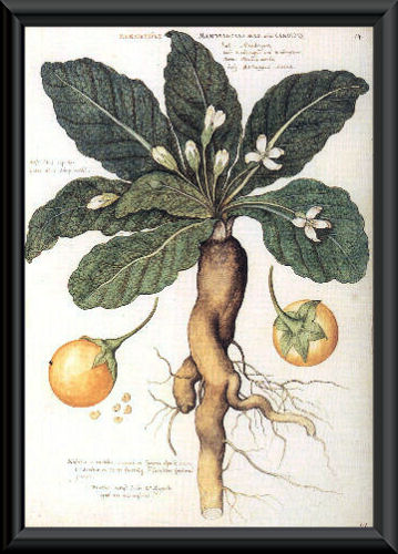 Mandragora.jpg