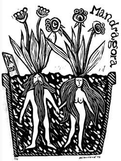 Mandragora2.jpg