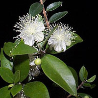 Myrtus.jpg