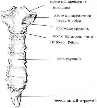 kazi6.jpg
